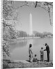 Family mother father two boys in washington dc looking at washington monument amid cherry blossoms by Anonymous