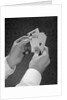 Male hands holding hand poker cards 4 aces and a king by Anonymous