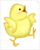 A happy chick spreading its wings as it walks by Anonymous