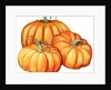 A picture of three pumpkins by Anonymous
