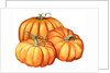 A picture of three pumpkins by Anonymous
