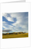 Grazing farmland hills and cumulus clouds, evening, South Island, New Zealand by Anonymous