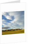 Grazing farmland hills and cumulus clouds, evening, South Island, New Zealand by Anonymous