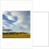 Grazing farmland hills and cumulus clouds, evening, South Island, New Zealand by Anonymous