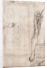 Drawing of human leg by Leonardo da Vinci