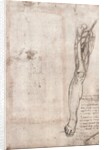 Drawing of human leg by Leonardo da Vinci