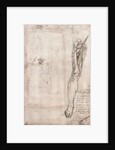 Drawing of human leg by Leonardo da Vinci