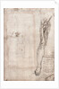 Drawing of human leg by Leonardo da Vinci