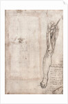 Drawing of human leg by Leonardo da Vinci