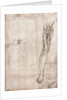 Drawing of human leg by Leonardo da Vinci