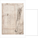 Drawing of human leg by Leonardo da Vinci
