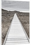 Boardwalk through the desert by Anonymous