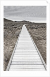 Boardwalk through the desert by Anonymous