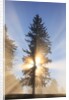 Sun shining through trees in Oregon Cascades by Anonymous