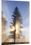Sun shining through trees in Oregon Cascades by Anonymous