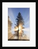 Sun shining through trees in Oregon Cascades by Anonymous