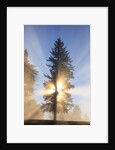 Sun shining through trees in Oregon Cascades by Anonymous
