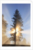 Sun shining through trees in Oregon Cascades by Anonymous