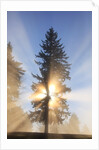 Sun shining through trees in Oregon Cascades by Anonymous