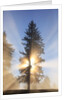 Sun shining through trees in Oregon Cascades by Anonymous