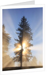 Sun shining through trees in Oregon Cascades by Anonymous