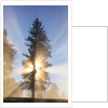 Sun shining through trees in Oregon Cascades by Anonymous
