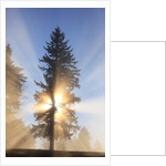 Sun shining through trees in Oregon Cascades by Anonymous