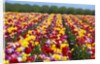 Tulip fields in Woodburn, Oregon by Anonymous
