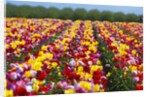 Tulip fields in Woodburn, Oregon by Anonymous