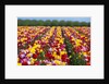 Tulip fields in Woodburn, Oregon by Anonymous