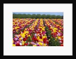 Tulip fields in Woodburn, Oregon by Anonymous