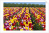 Tulip fields in Woodburn, Oregon by Anonymous
