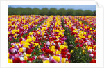 Tulip fields in Woodburn, Oregon by Anonymous
