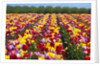 Tulip fields in Woodburn, Oregon by Anonymous