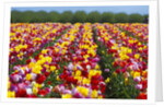 Tulip fields in Woodburn, Oregon by Anonymous