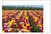 Tulip fields in Woodburn, Oregon by Anonymous