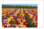 Tulip fields in Woodburn, Oregon by Anonymous