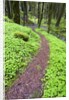 Trail in Oregon Cascades by Anonymous