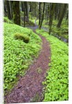 Trail in Oregon Cascades by Anonymous