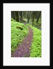 Trail in Oregon Cascades by Anonymous