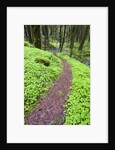 Trail in Oregon Cascades by Anonymous