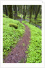 Trail in Oregon Cascades by Anonymous