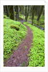 Trail in Oregon Cascades by Anonymous