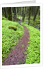 Trail in Oregon Cascades by Anonymous