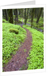 Trail in Oregon Cascades by Anonymous
