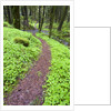 Trail in Oregon Cascades by Anonymous