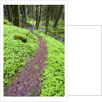 Trail in Oregon Cascades by Anonymous