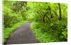 Trail in Silver Falls State Park by Anonymous