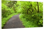 Trail in Silver Falls State Park by Anonymous