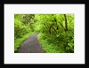 Trail in Silver Falls State Park by Anonymous